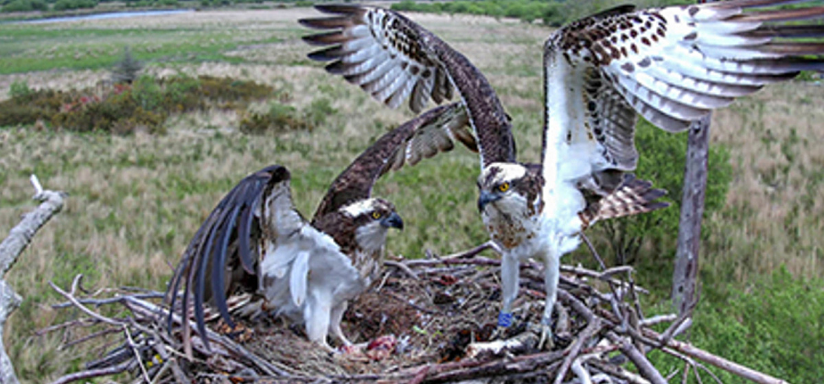 Dyfi Osprey Project